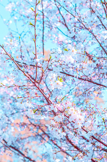 Spring, Flowers, Flower, Petals, Bloom, Flowering, Branch HD phone wallpaper