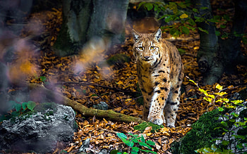 Lynx, cub, tail, Animal HD wallpaper