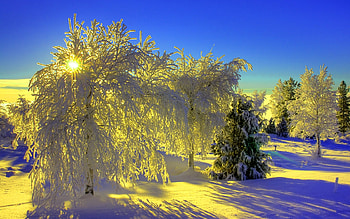 Landscape, Winter, Trees HD wallpaper
