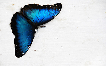black and blue, blue, animal, butterfly, , beautiful, nature HD wallpaper