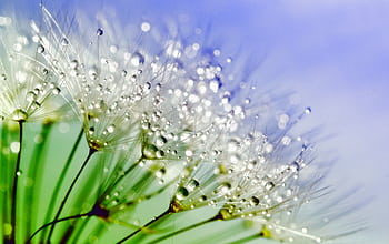 Beautiful macro shot of dandelion seeds with sparkling dewdrops, capturing nature's delicate beauty with a vivid background. HD wallpaper