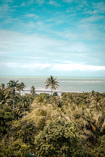 Nature, Sea, Beach, Palms, Tropics HD phone wallpaper