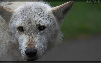 The wolf, winter, dog, wolf wllpaper, lone wolf, wolf pack, wolf, howling, pack, snow, mythical, majestic, wolves, lobo, grey, howl, grey wolf, beautiful, spirit, friendship, canine, solitude HD wallpaper