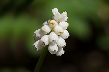White flowers, Hyacinth, close up, blur HD wallpaper