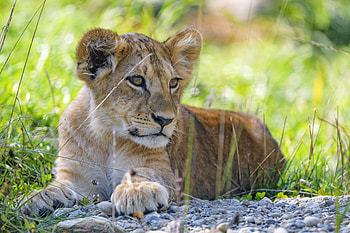 Animals, Grass, Young, Lion, Predator, Sight, Opinion, Joey, Lion Cub HD wallpaper