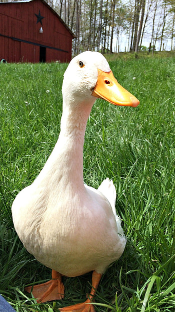 Duck, Adorable White Bird HD phone wallpaper