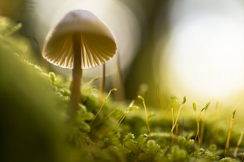 mushroom, plant, nature, flower HD wallpaper