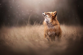 Majestic Fox in Soft Light | Animal, Animal, fox HD wallpaper