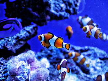 Close-up of colorful clownfish swimming in a vibrant coral reef aquarium. HD wallpaper