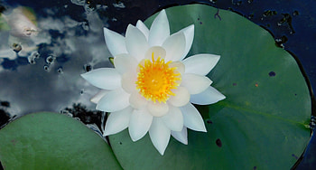 Water lily, white flower, leaf, pond HD wallpaper