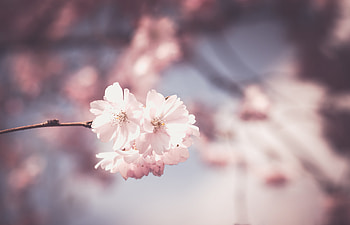Pink Flower Tree Bloom Spring, flowers, spring, pink HD wallpaper