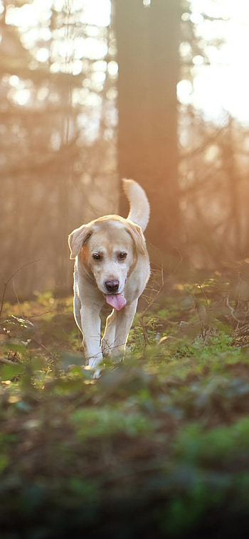 Labrador Retriever, XS, , Background HD phone wallpaper