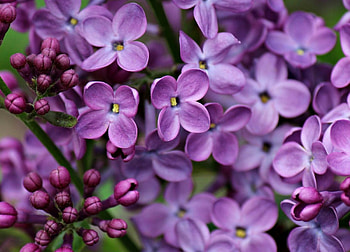 Lilac, purple, pink, skin, flower, spring HD wallpaper