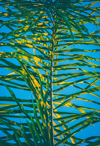 Leaves, Plant, Macro, Palm, Branch HD phone wallpaper