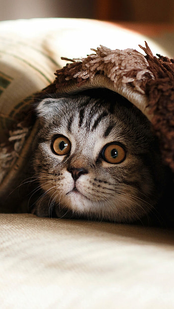 Hidden cat, Ultra blankets HD phone wallpaper