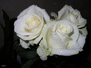 Plants, Flowers, Roses HD wallpaper