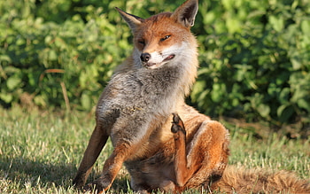 Animals, Grass, Fox, Sit, Scratch, Itch HD wallpaper