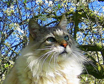 Cat and blooms, white, black, grey, blossoms, cat, spring, tree HD wallpaper