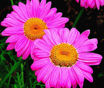 PINK DAISIES, daisy flowers, flowers, daisies HD wallpaper