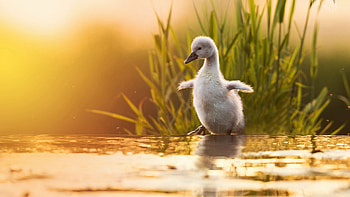Sweet little Swan, spring, sunrise, lake, cute, grass, water HD wallpaper