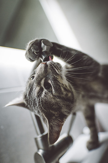 Funny, Animals, Cat, Cool HD phone wallpaper