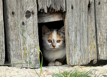 Animals, Kitty, Kitten, Muzzle, Spotty, Spotted, Fence HD wallpaper