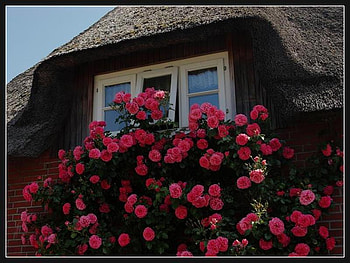 a german house, rose, house, red, germany, flowers HD wallpaper