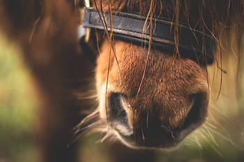 Animals, Close-Up, Horse, Nose HD wallpaper