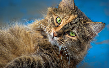 Cat, animal, cute, feline HD wallpaper
