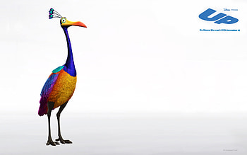 up bird, colorful, up, bird HD wallpaper