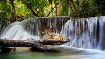 Deer at Waterfall, Kanchanaburi, Thailandd, animal, river, cascade, forest, Erawan HD wallpaper