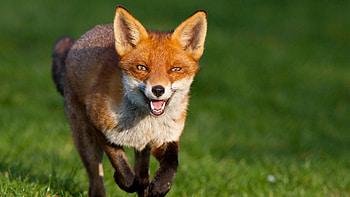 Animals, Fox, Muzzle, Bounce, Jump, Run, Run Away HD wallpaper