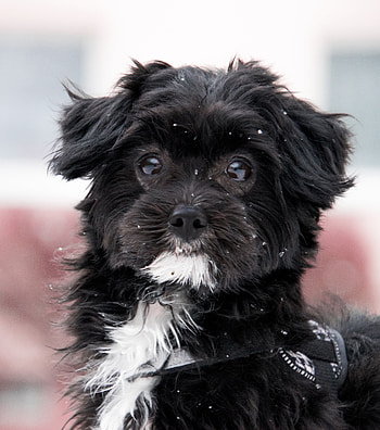 Dog, cute, black, muzzle HD phone wallpaper