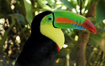Toucan, birds HD wallpaper