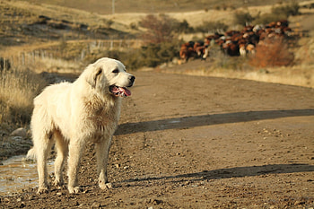 Akbash Dog, Akbash dogs HD wallpaper