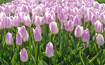 Tulips, pink, nature, flowers HD wallpaper