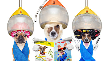 :-), blue, animal, dog, funny, magazine, jack russell terrier, caine, trio HD wallpaper