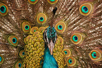 Peacock, bird, dance, muzzle HD wallpaper