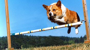Corgi, Dog Sports HD wallpaper