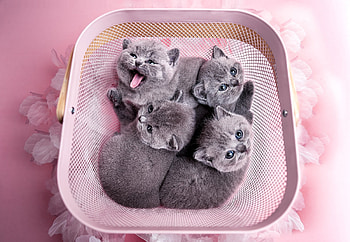 Kitten in a basket, animal, kitten, Cat, purr HD wallpaper