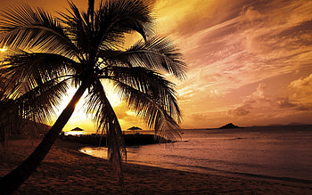 Landscape, Beach, Palms HD wallpaper