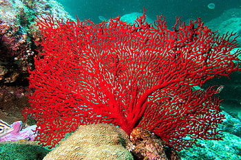 Sea Fan, sea, coral, nature, fan HD wallpaper