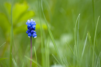 Flowers, Grass, Flower, Blur, Smooth, One, Muskari, Muscari HD wallpaper