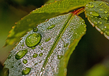 Plant, Macro, Sheet, Leaf, Drop, Dew HD wallpaper