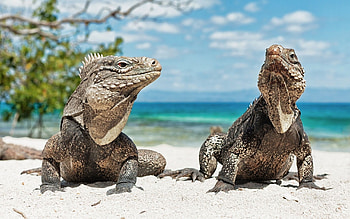 Animals, Beach, Varans HD wallpaper