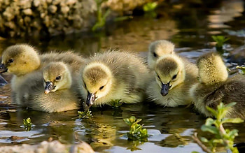 bird Baby Ducks | HD wallpaper