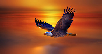 Bald Eagle, flying, eagle, birds, wings HD wallpaper
