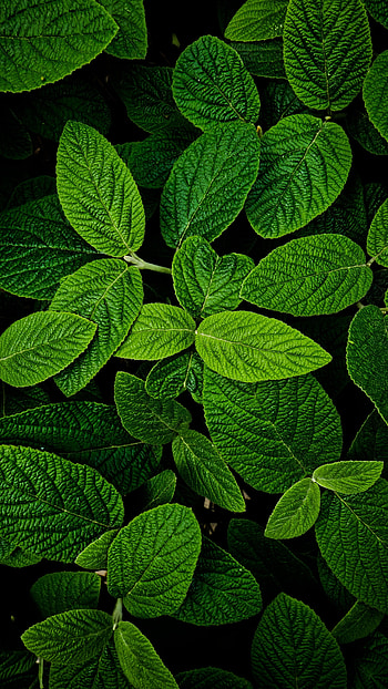 Leaves macro, Bright and green, Sony Xperia Z5, Premium dual HD phone wallpaper