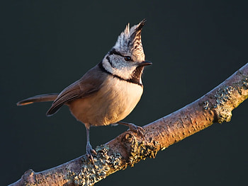 Crested bird, animal, nature, bird, crested HD wallpaper