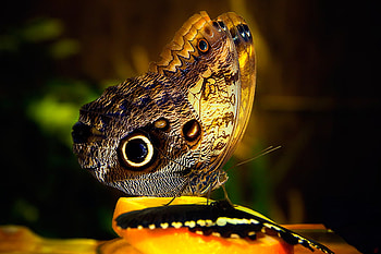 Butterfly, colorful, animals, nice HD wallpaper